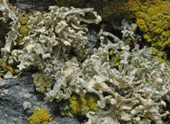 Ramalina capitata