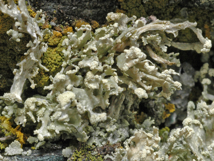 Ramalina capitata