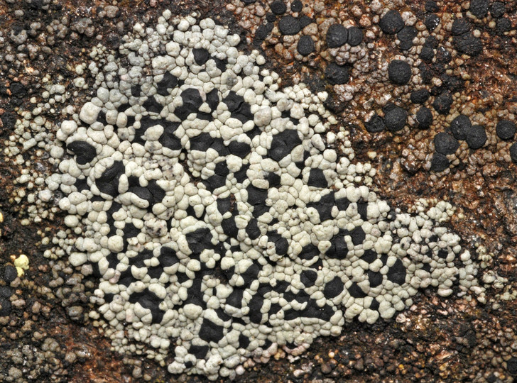 Rhizocarpon cinereovirens