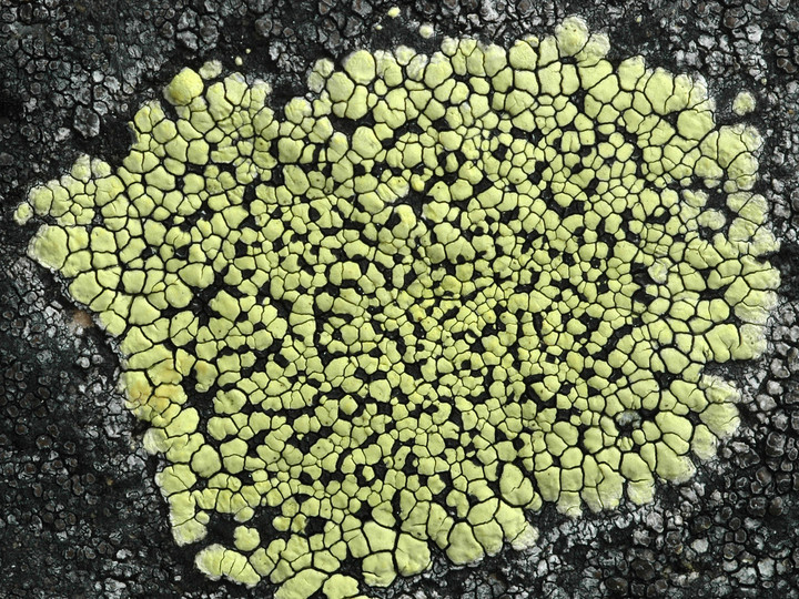 Rhizocarpon geographicum