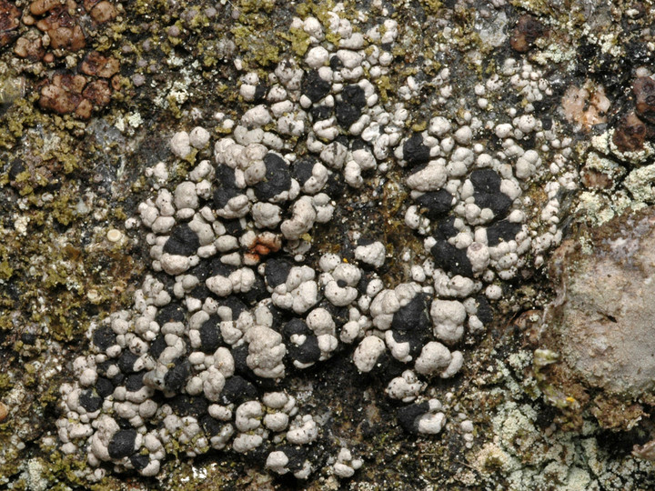 Rhizocarpon cinereovirens