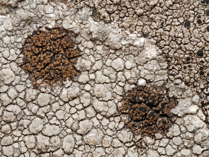 Rimularia insularis