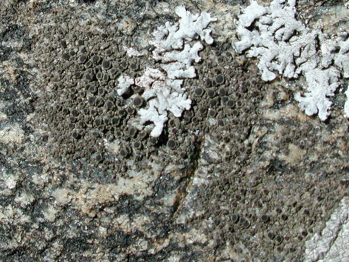 Rinodina gennarii