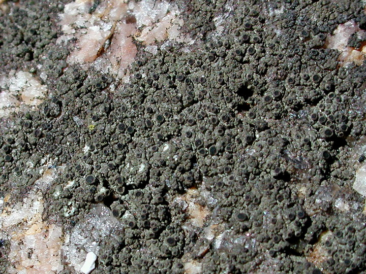 Rinodina gennarii