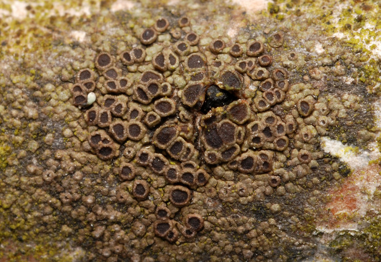 Rinodina sophodes