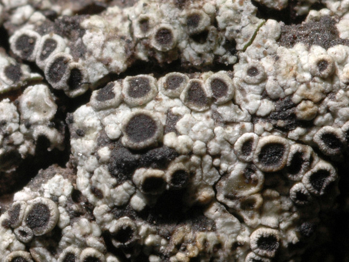 Rinodina exigua