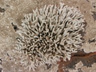 Roccella sp.