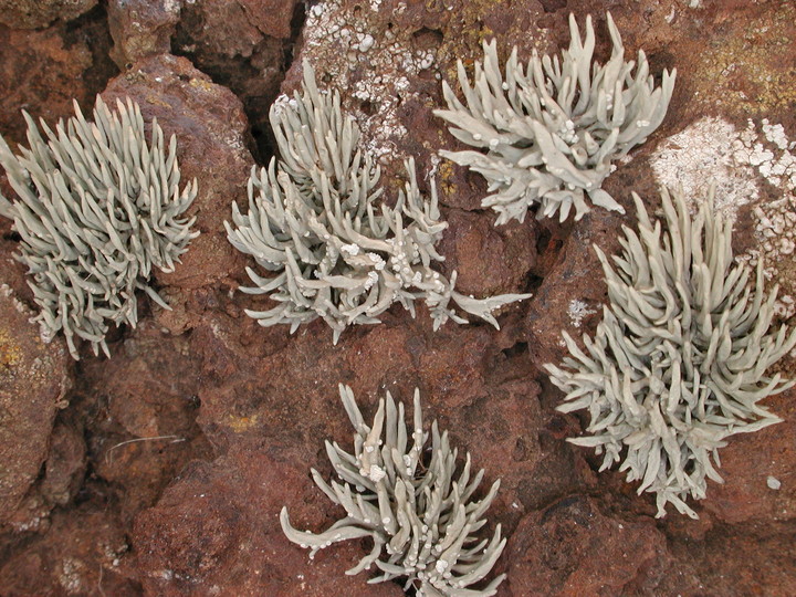 Roccella sp.