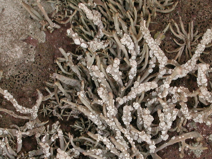 Roccella tuberculata