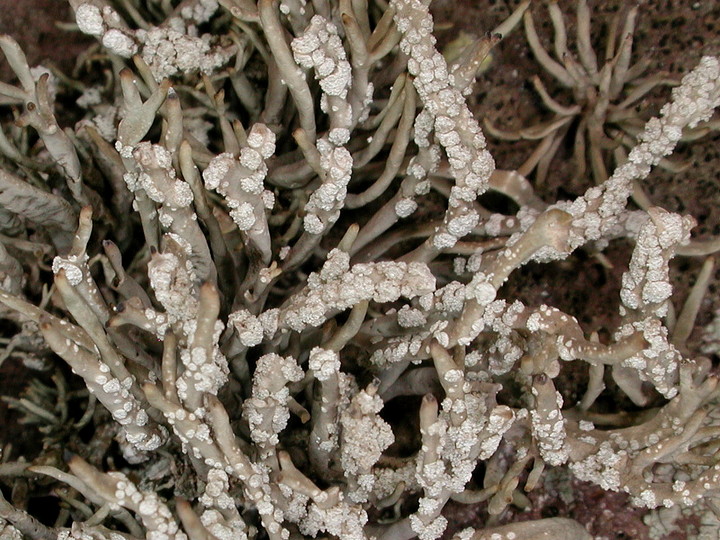 Roccella tuberculata