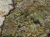 Ropalospora atroumbrina