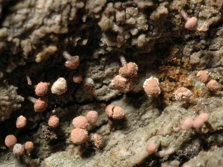 Sclerophora peronella