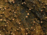 Sclerophora coniophaea
