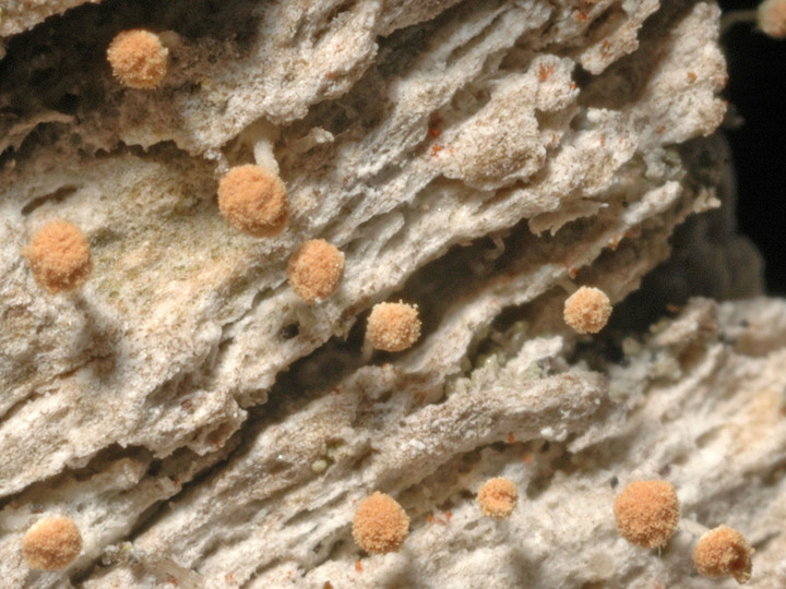 Sclerophora pallida