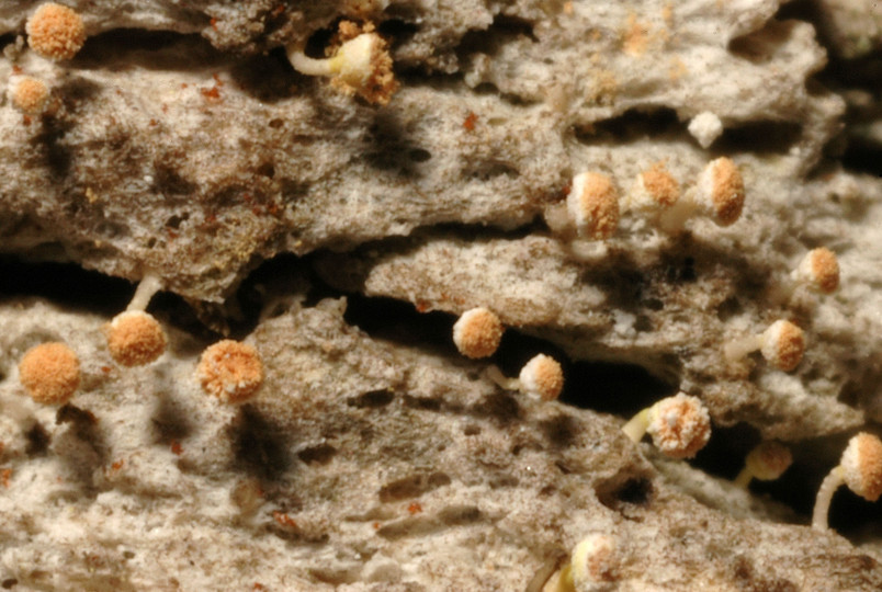 Sclerophora pallida