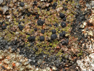 Scoliciosporum umbrinum