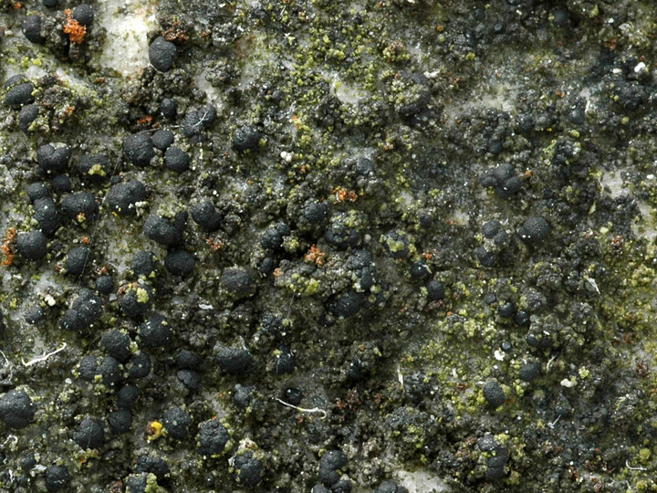 Scoliciosporum umbrinum