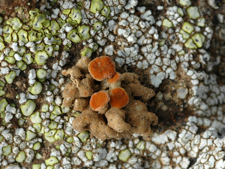 Seirophora scorigena