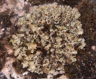 Solorina saccata