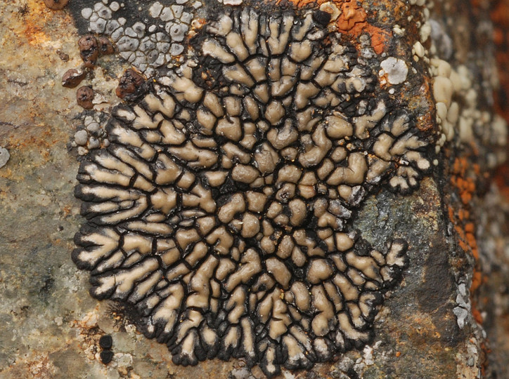 Sporastatia testudinea