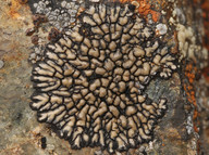 Sporastatia testudinea