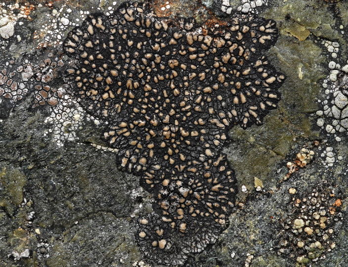 Sporastatia testudinea