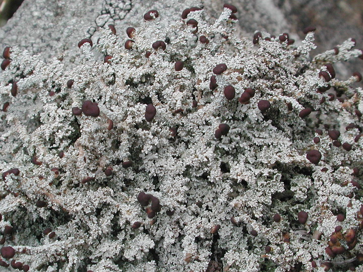 Stereocaulon dactylophyllum