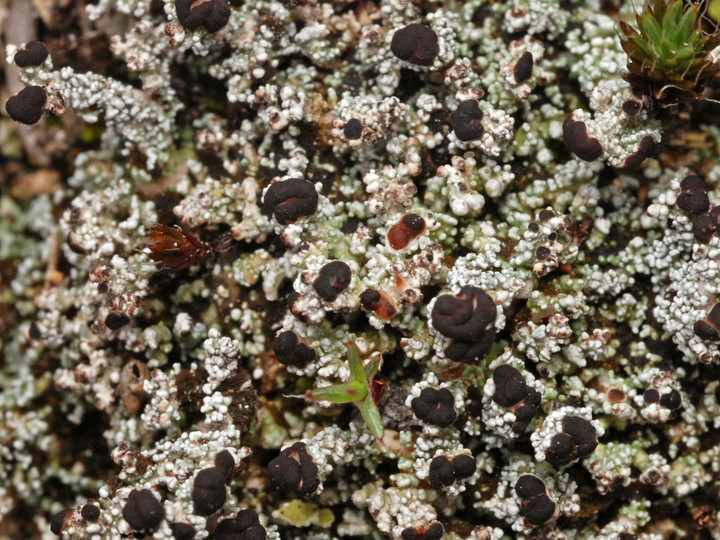 Stereocaulon condensatum