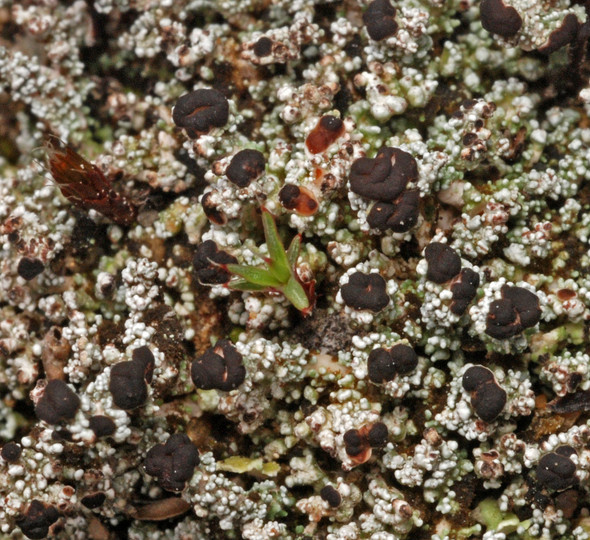 Stereocaulon condensatum