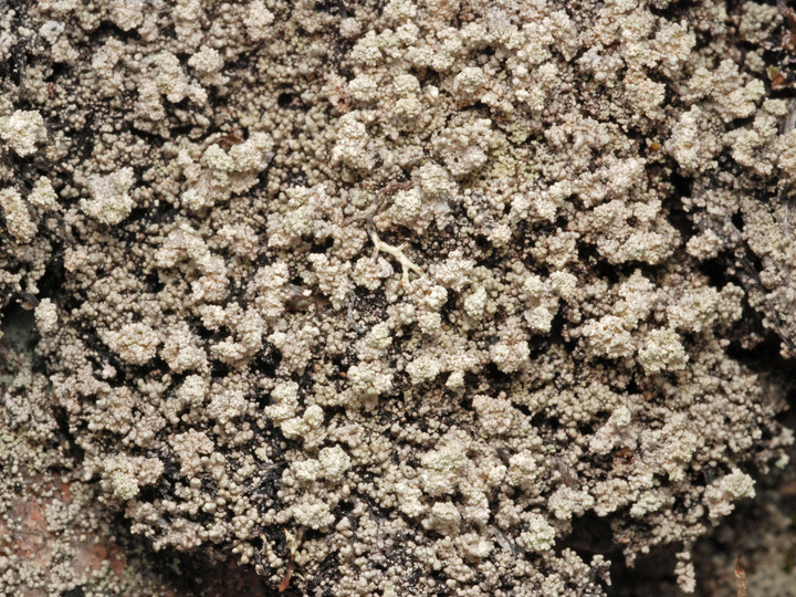 Stereocaulon pileatum