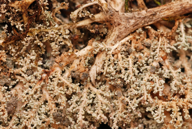 Stereocaulon botryosum