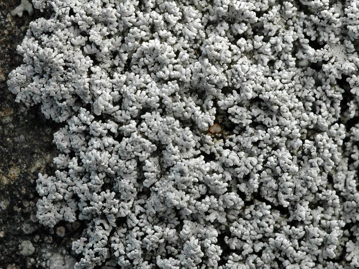 Stereocaulon dactylophyllum