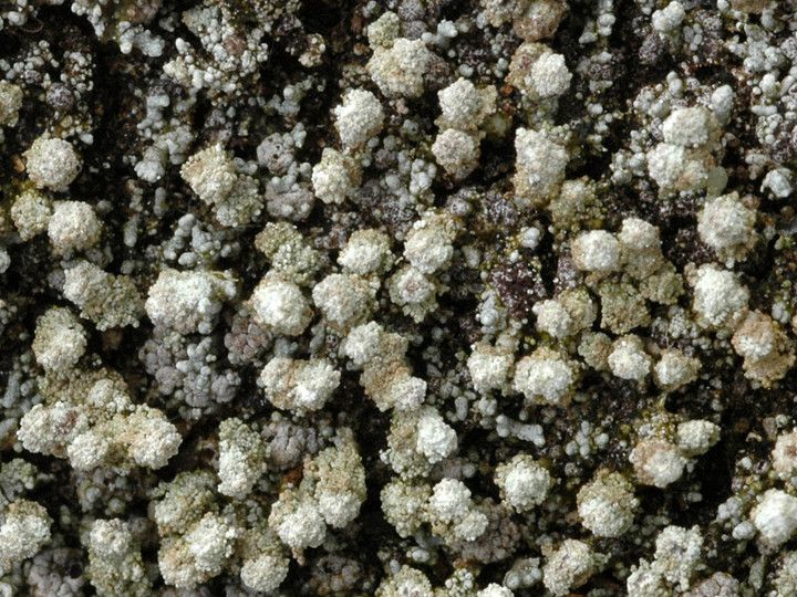 Stereocaulon pileatum