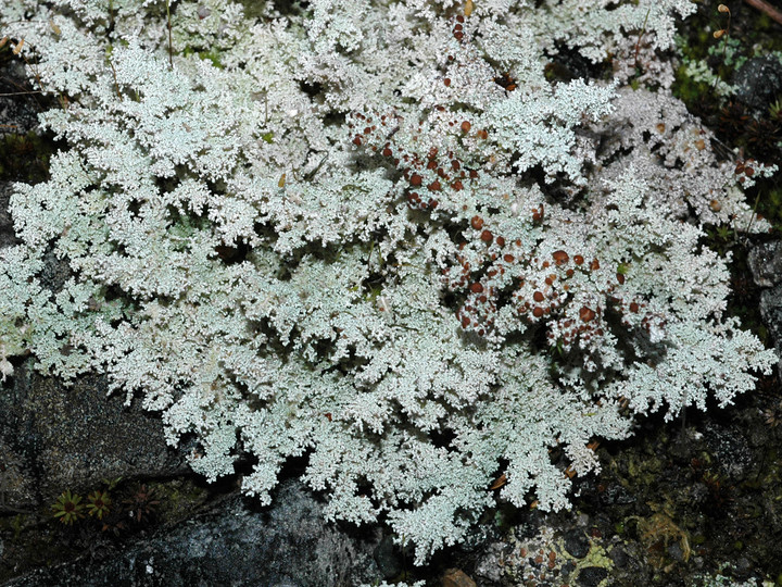 Stereocaulon tomentosum