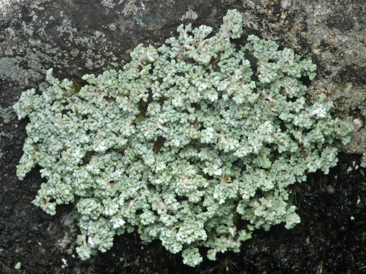 Stereocaulon rivulorum