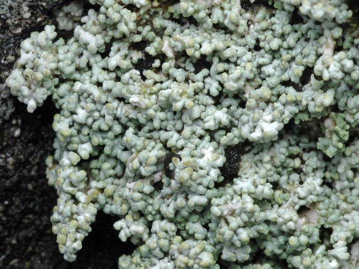 Stereocaulon rivulorum