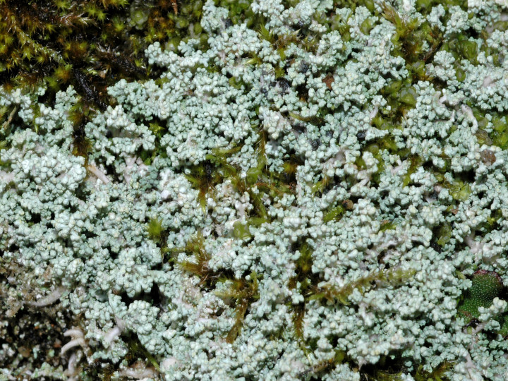 Stereocaulon rivulorum