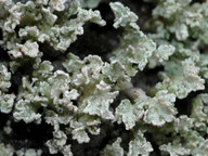 Stereocaulon coniophyllum