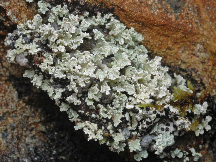 Stereocaulon coniophyllum