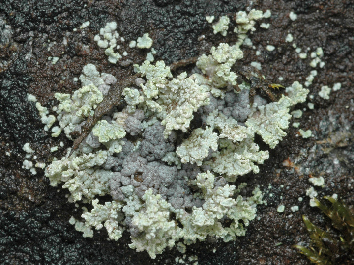 Stereocaulon coniophyllum