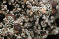 Stereocaulon condensatum