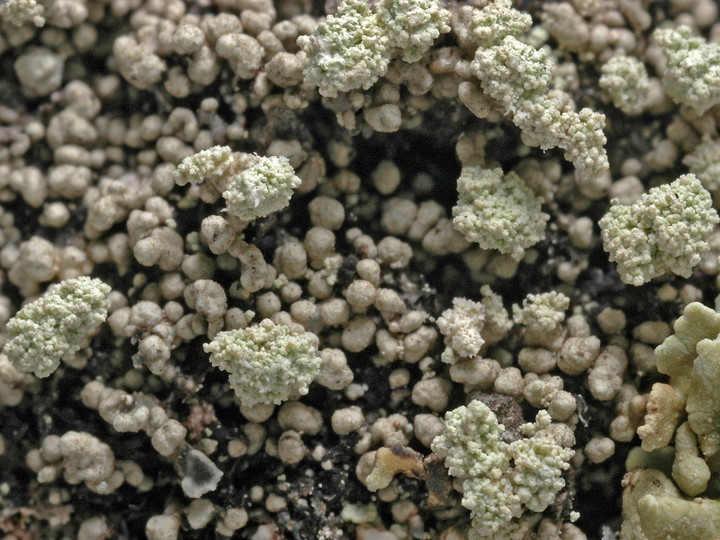 Stereocaulon pileatum