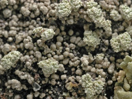 Stereocaulon pileatum