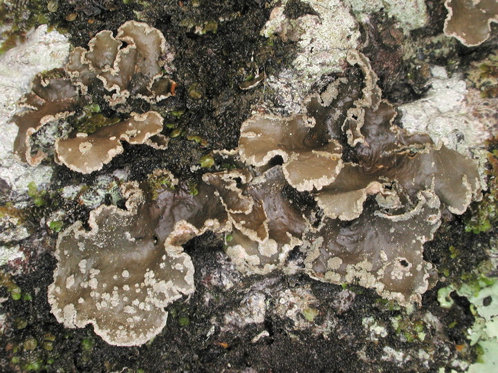 Sticta limbata