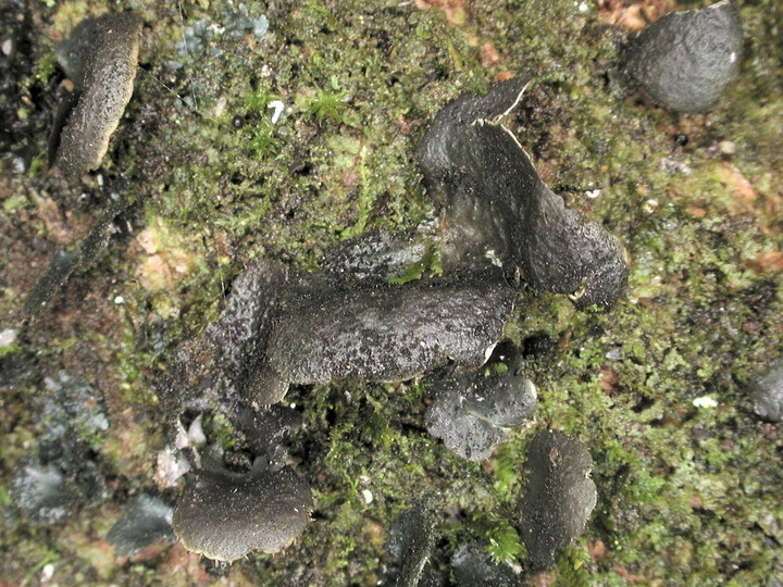 Sticta fuliginosa