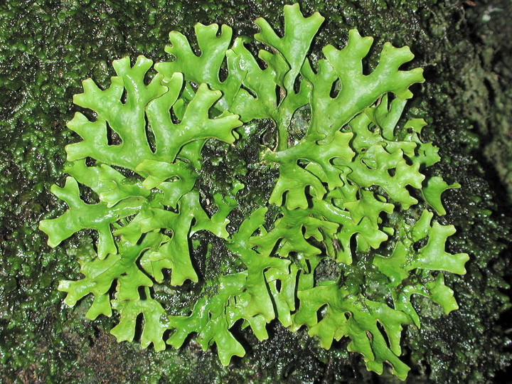 Sticta canariensis