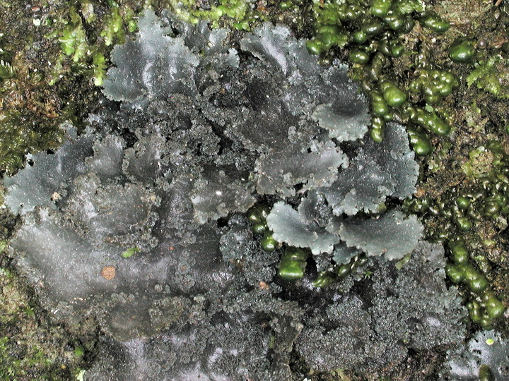 Sticta dufourei