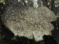 Sticta fuliginosa