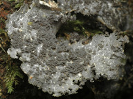 Sticta dufourei