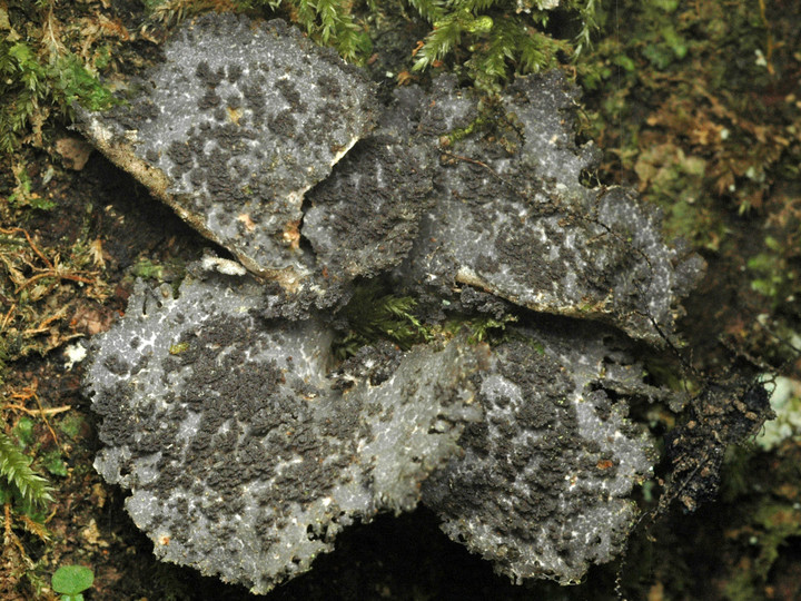 Sticta dufourei